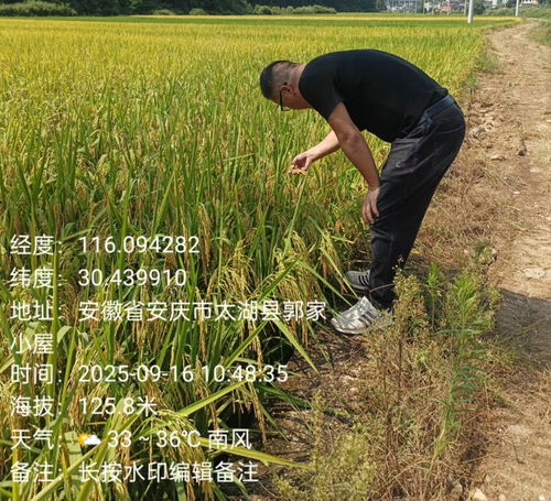 天華鎮植保行動 科技護航，糧食豐產之路