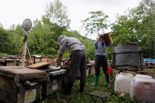 電商扶貧 京東如何撬動饒河黑蜂蜂蜜產業，賦能農產品上行