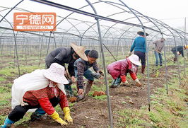 周寧實踐 土地流轉激活特色農業與水產養殖，鋪就農民增收新路徑