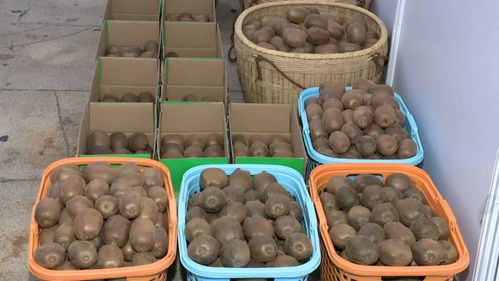 河源鄉村振興農產品展銷會開幕 300多種特色農產品，共繪鄉村新畫卷