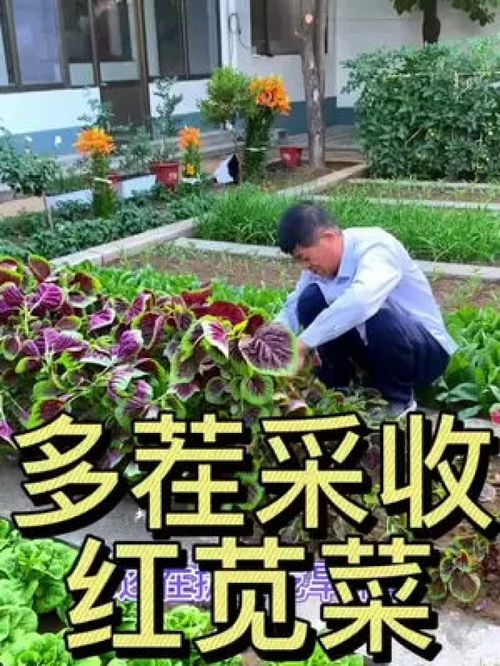 多茬采收的莧菜 優質農產品種植正當時，助力鄉村振興