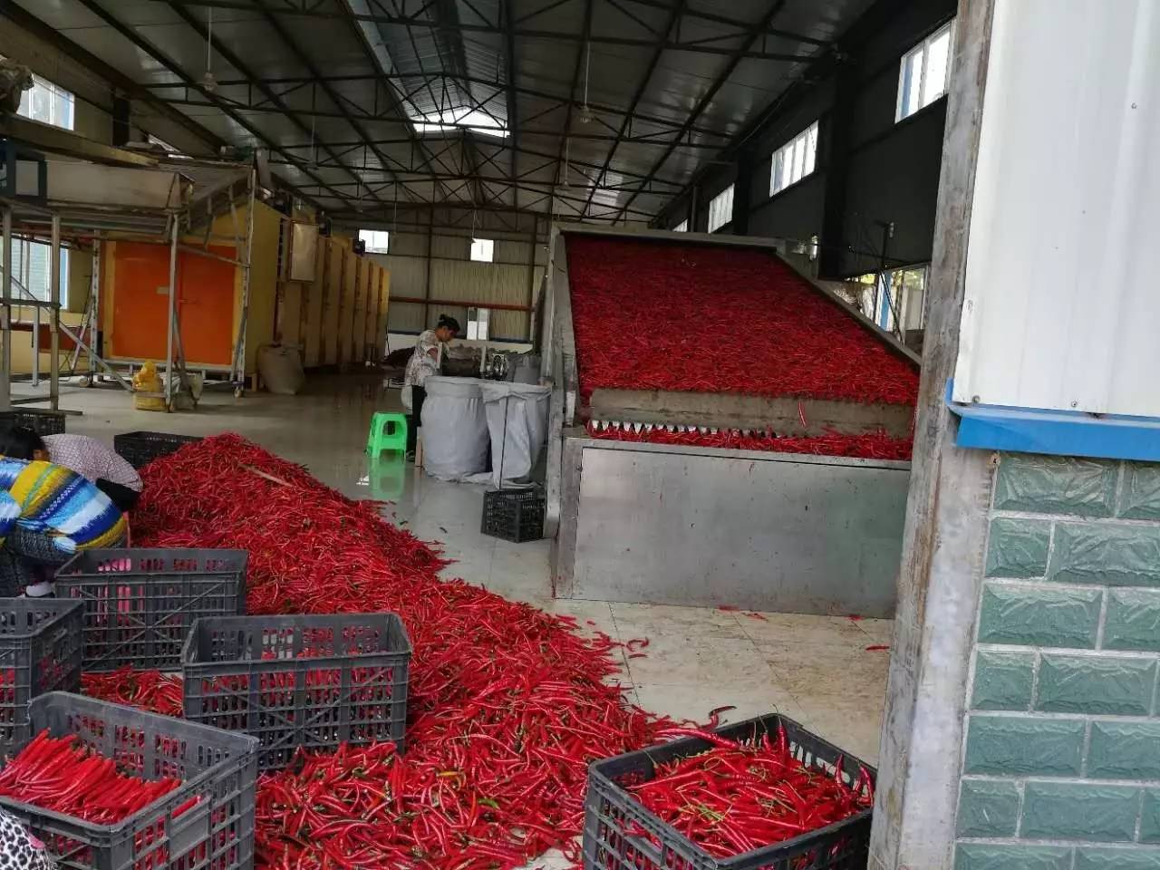 旺草“紅”了！水產養殖新路徑探秘