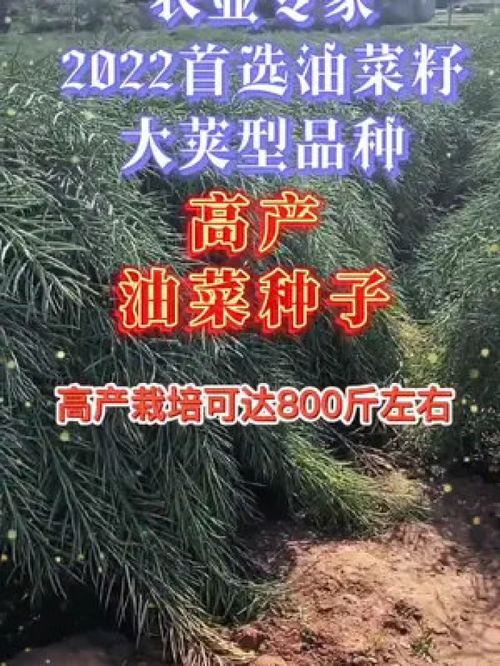 優(yōu)質(zhì)農(nóng)產(chǎn)品增產(chǎn)增收才是硬道理 油菜種植與水產(chǎn)養(yǎng)殖的協(xié)同發(fā)展